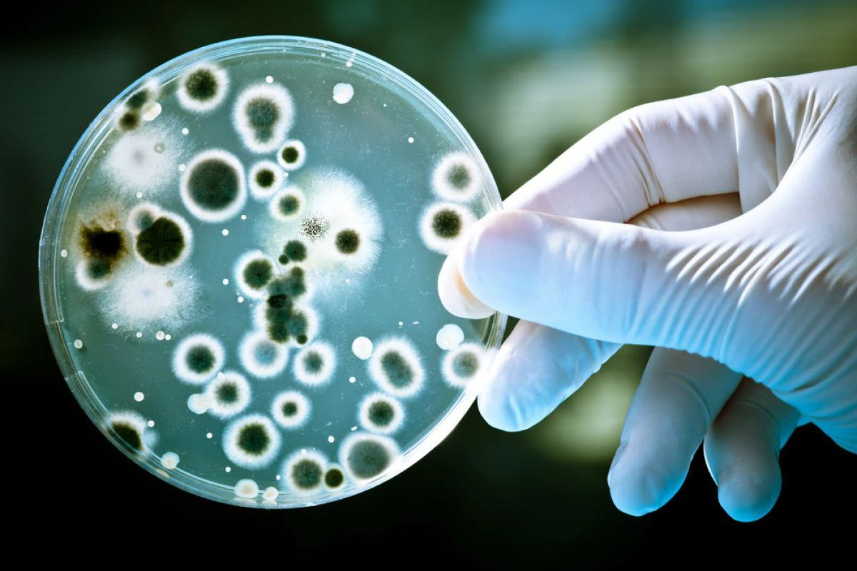 read more about Mold And Fungus Inspection