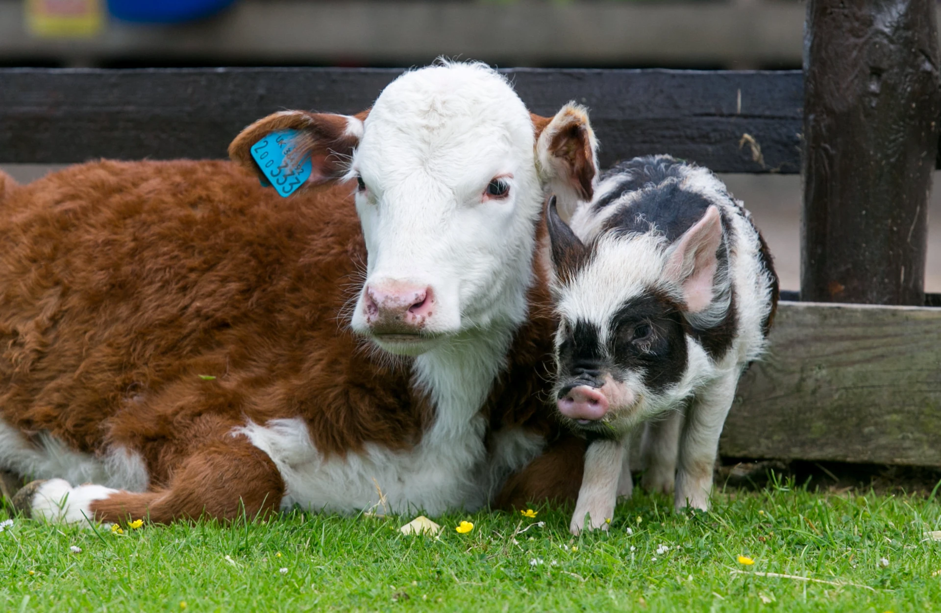 read more about PCR Test For Swine Flu