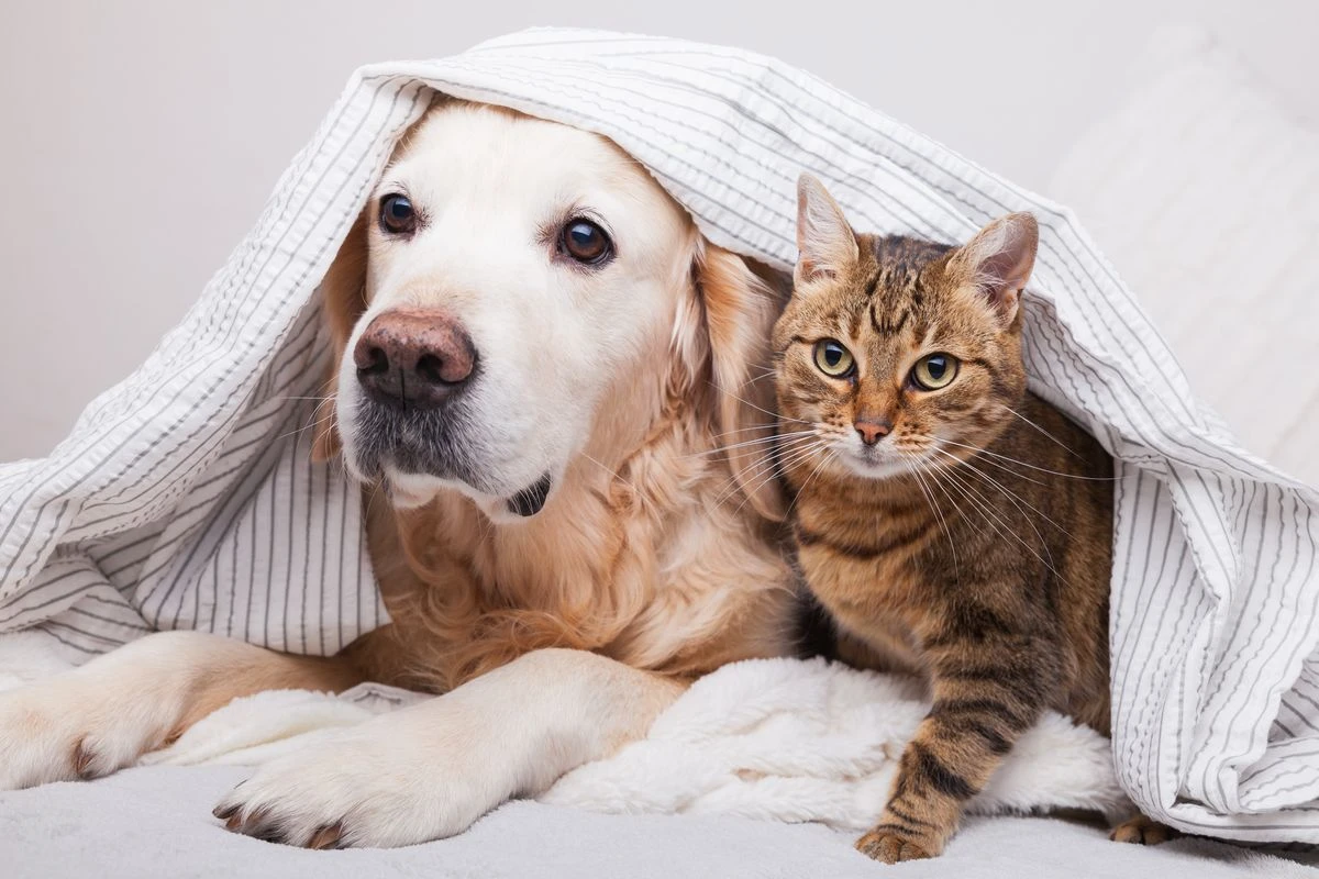 read more about Dog PCR Test